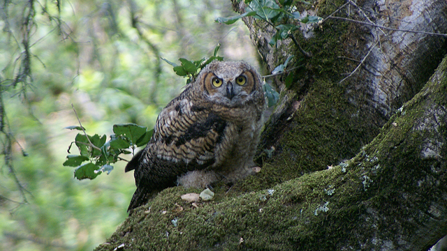 owl at Muir Woods