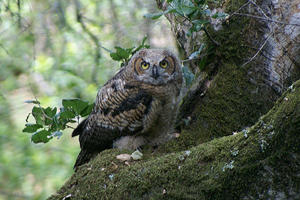 owl at Muir Woods