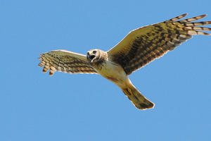 Northern Harrier