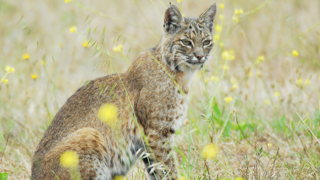 A bobcat sits in a field of tall grasses with yellow flowers