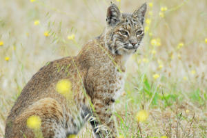A bobcat sits in a field of tall grasses with yellow flowers