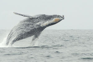 A humpback whale is seen breaching off the coast of California in 2010.