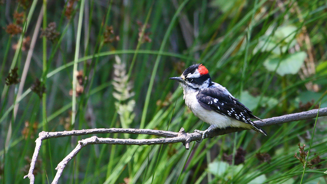 Downy Woodpecker