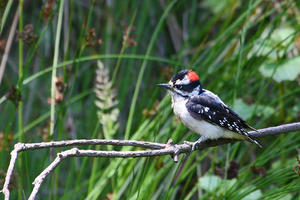 Downy Woodpecker