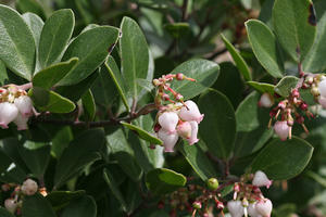 Franciscan Manzanita