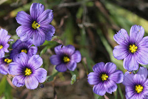 Blue-eyed grass (Sisyrinchium bellum)