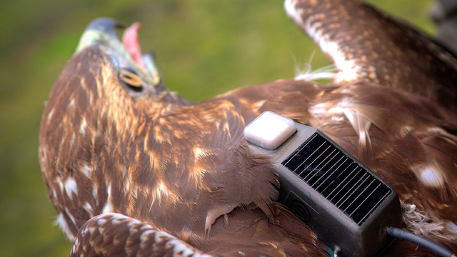 Red-tailed Hawk monitoring