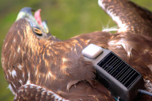 Red-tailed Hawk monitoring