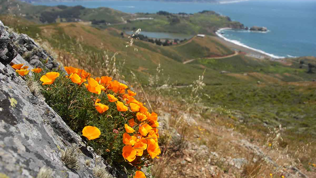 California poppies seen in the Marin Headlands.
