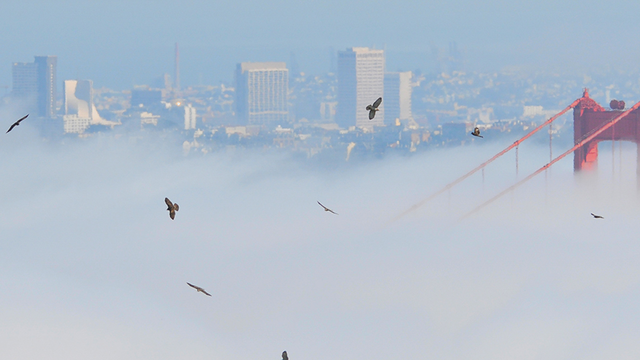hawks flying over the Golden Gate Bridge in the fog
