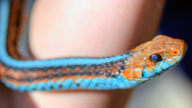 A person holds a snake with a bright teal underside, red and black stripes, and red head