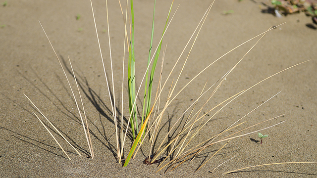 European beachgrass