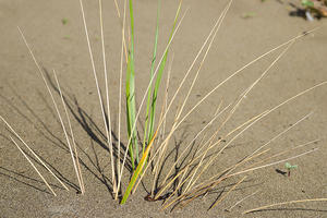 European beachgrass