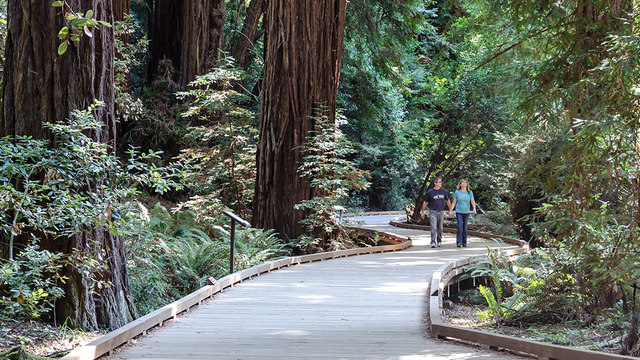 Muir Woods walkway