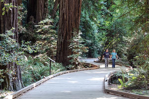 Muir Woods walkway