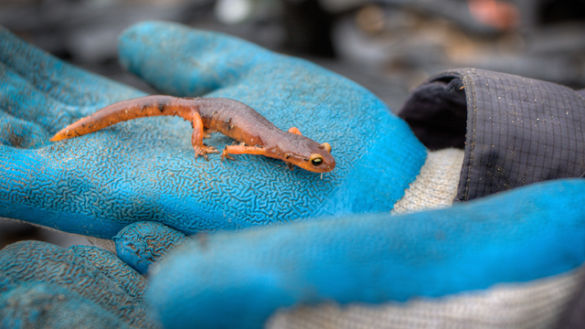 salamander