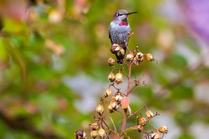 An Anna's hummingbird.