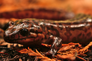 A California giant salamander spotted on Mount Tamalpais