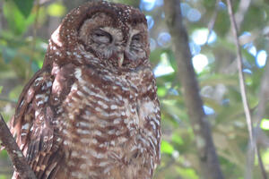 An owl sits with eyes closed in the canopy of a tree.