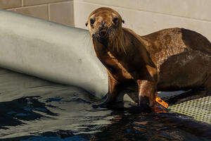 A sea lion at the Marine Mammal Center in the Marin Headlands.
