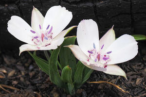 White and purple Oakland star-tulips