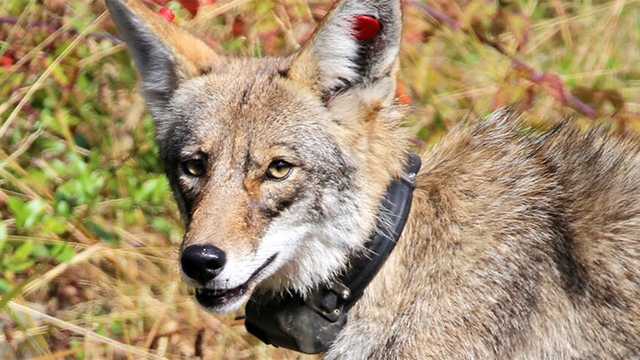 Portrait of coyote wearing a radio tracking color.
