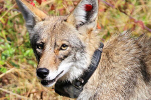 Portrait of coyote wearing a radio tracking color.