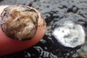 Olympia oysters (Ostrea lurida) 