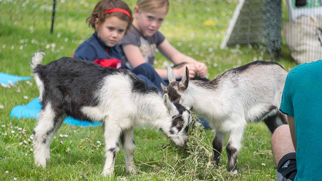 Goats munch on vegetation at Black Point during a cleanup effort and goat yoga party at the Fort Mason site.