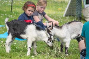 Goats munch on vegetation at Black Point during a cleanup effort and goat yoga party at the Fort Mason site.