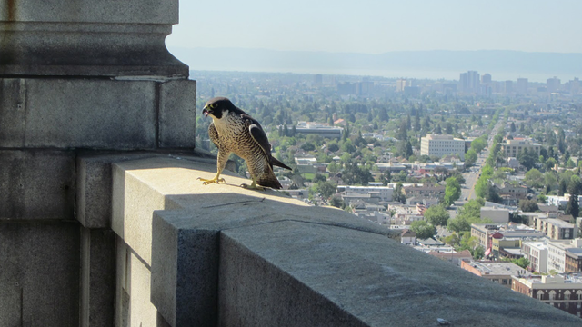 A Peregrine Falcon defends its nest at the UC Berkeley Campanile tower.