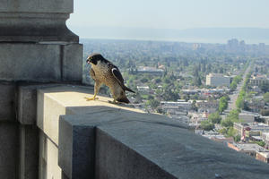 A Peregrine Falcon defends its nest at the UC Berkeley Campanile tower.