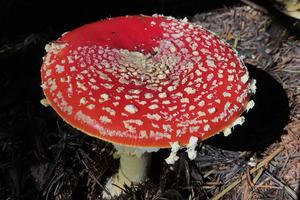 A red-and-white fly agaric mushroom at Point Reyes.