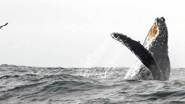 Migrating Whale Breaches Offshore of GGNRA