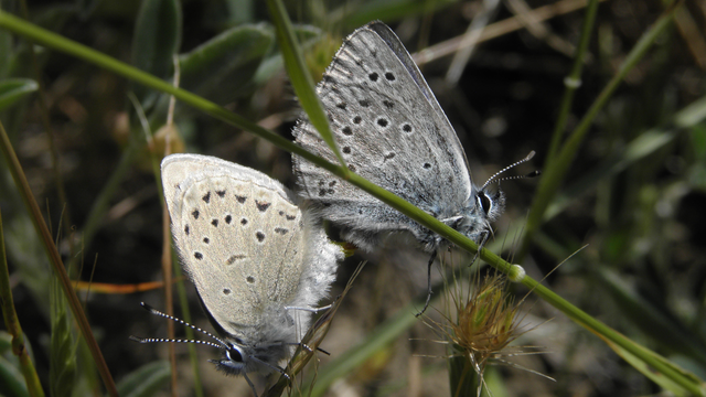 Two mission blue butterflies face opposite each other.