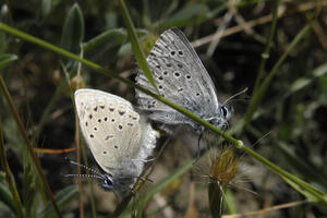 Two mission blue butterflies face opposite each other.