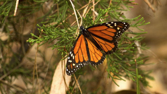 A monarch butterfly in nature.