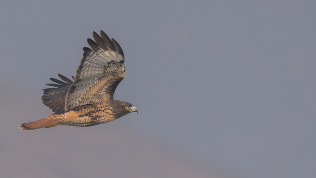Adult Red-tailed Hawk