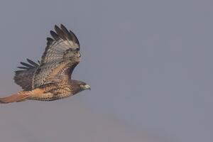 Adult Red-tailed Hawk