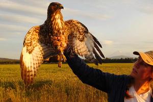 Golden Gate Raptor Observatory intern Kirsti Carr.