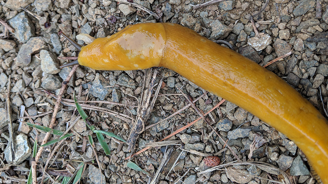 Banana slug spotted at Rancho Corral de Tierra.