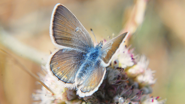 Small butterfly with open, bronze-colored wings, becoming blue towards her abdomen