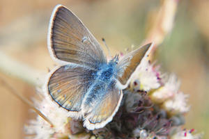 Small butterfly with open, bronze-colored wings, becoming blue towards her abdomen