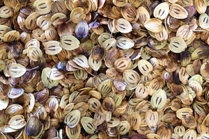 seeds