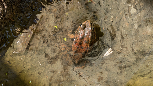 red-legged frog 