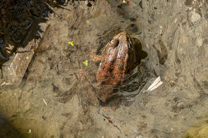 red-legged frog 