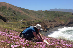Collecting seeds at Mori Point.