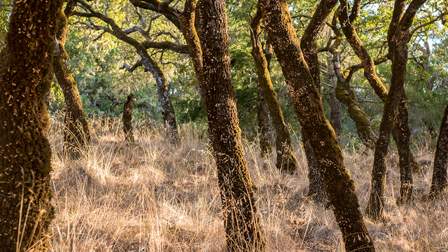 Oak forests on Mount Tamalpais.