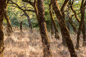 Oak forests on Mount Tamalpais.