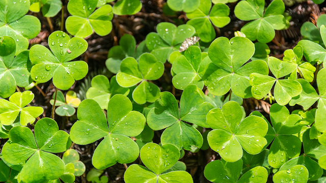 Redwood Sorrel